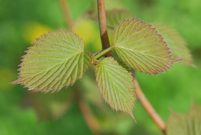 Davidia involucrata 'Vilmoriniana' - davidie listenová 'Vilmoriniana' - jarní výhonky